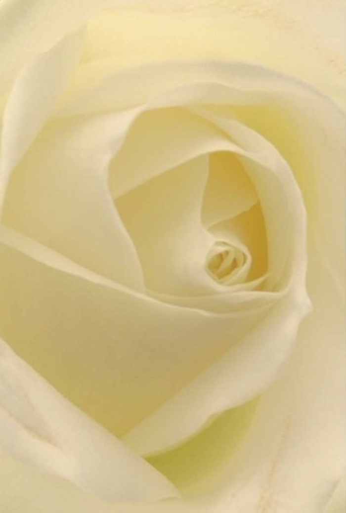 Viewed up close, this classic white rose unfolds with an air of tranquility and sophisticated charm-perfectly at home in St John's Wood's tree-lined avenues. Layers of pure white and subtle cream spiral inward, their delicate gradations blending into one another under soft natural light reminiscent of an overcast day beside Regent's Park. The near-translucence of the petals gives way to intricate shadows, drawing attention to the expertly formed core-a symbol of purity and gentle resilience. As a local florist, I see this blossom as an eloquent choice for heartfelt occasions: an elegant centrepiece at a wedding, a gesture of true apology, or a quiet moment of remembrance for a loved one. The interplay of nuanced tones and expertly placed petals showcases the artistry unique to St John's Wood's esteemed flower ateliers. Even in stillness, there is a suggestion of a clean, subtle fragrance and the deep serenity it brings-filling a home or ceremony with peace and grace. Each petal has been placed with intention, making this rose not just a flower but a quiet celebration of beauty, suitable for delivery anywhere throughout St John's Wood's storied community.